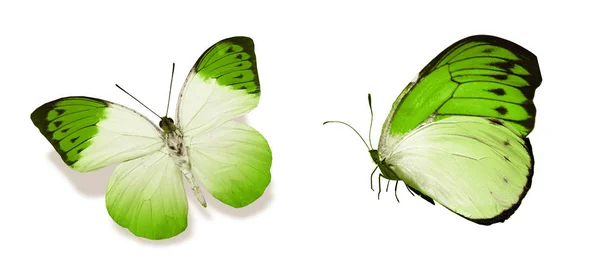 Színes pillangók, elszigetelt fehér háttér — Stock Fotó
