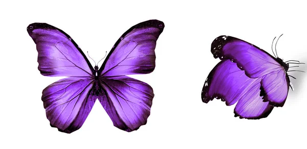 Mariposas de color, aisladas sobre fondo blanco — Foto de Stock