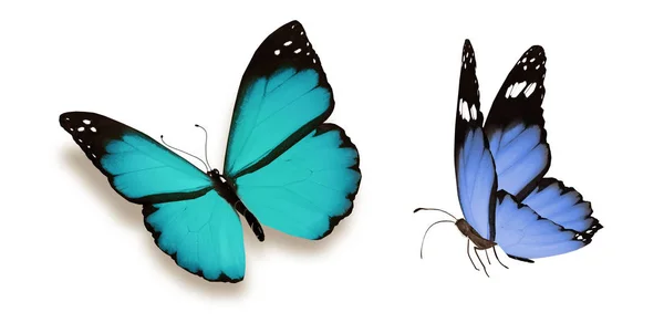 Mariposas de color, aisladas sobre fondo blanco —  Fotos de Stock