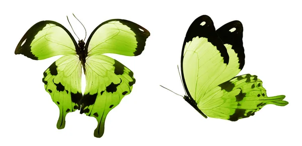 Color butterflies , isolated on white background — Stock Photo, Image
