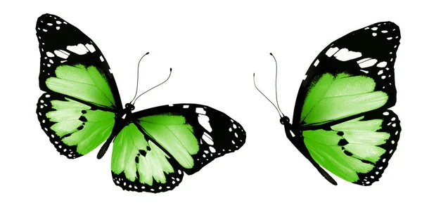 Mariposas de color, aisladas sobre fondo blanco — Foto de Stock