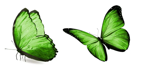 Mariposas de color, aisladas sobre fondo blanco —  Fotos de Stock