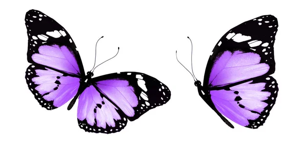 Farfalle di colore, isolate su sfondo bianco — Foto Stock