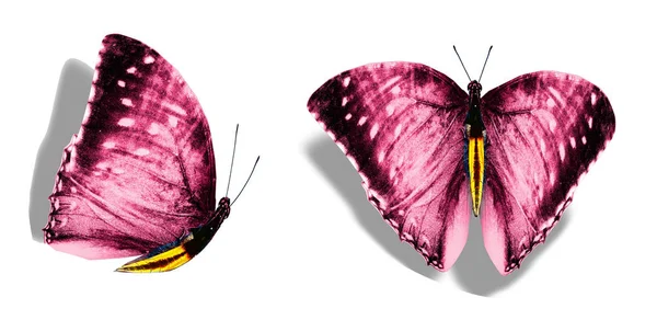 Mariposas de color, aisladas sobre fondo blanco —  Fotos de Stock