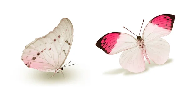 Mariposas de color, aisladas sobre fondo blanco —  Fotos de Stock