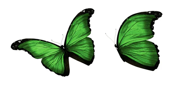 Mariposas de color, aisladas sobre fondo blanco —  Fotos de Stock