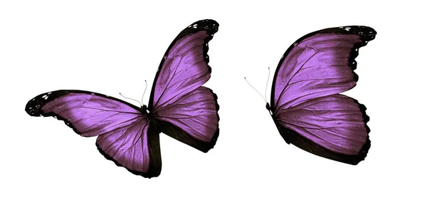 Mariposas de color, aisladas sobre fondo blanco — Foto de Stock