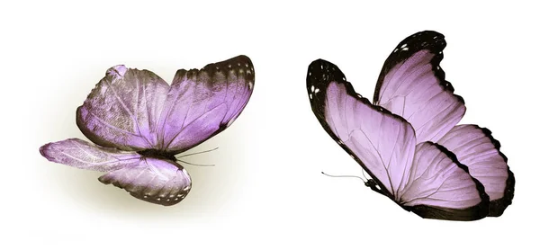 Färg fjärilar, isolerad på vit bakgrund — Stockfoto