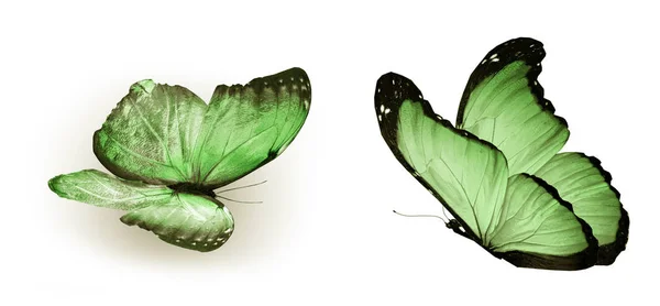 Mariposas de color, aisladas sobre fondo blanco —  Fotos de Stock