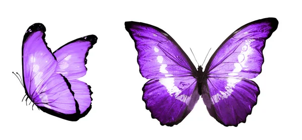 Mariposas de color, aisladas sobre fondo blanco —  Fotos de Stock