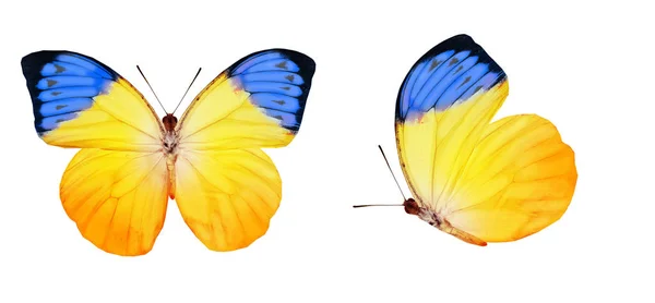 Papillons de couleur, isolés sur fond blanc — Photo