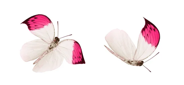 Mariposas de color, aisladas sobre fondo blanco —  Fotos de Stock