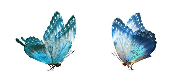 Farfalle di colore, isolate su sfondo bianco — Foto Stock