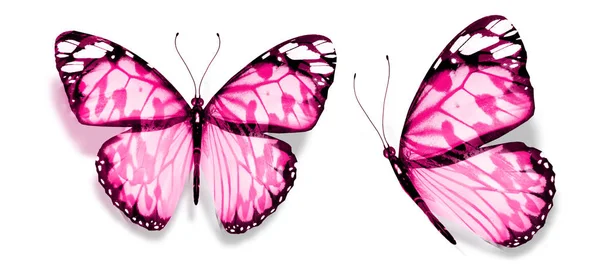 Mariposas de color, aisladas sobre fondo blanco — Foto de Stock