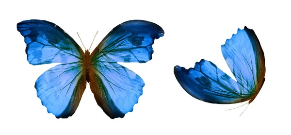 Color butterflies , isolated on white background — Stock Photo, Image