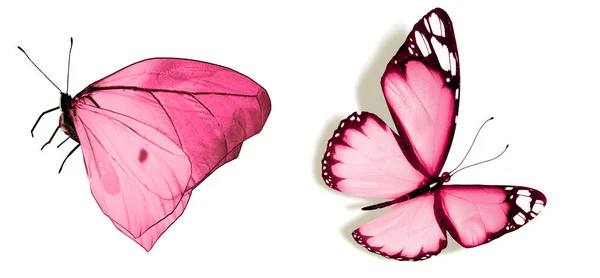 Mariposas de color, aisladas sobre fondo blanco —  Fotos de Stock