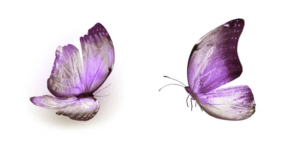 Kolor motyli, izolowane na białym tle — Zdjęcie stockowe