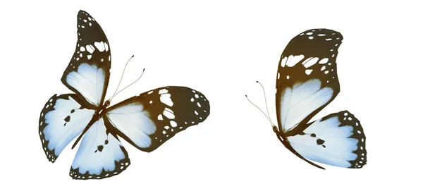 Mariposas de color, aisladas sobre fondo blanco — Foto de Stock