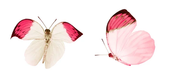 Beyaz arka planda izole edilmiş renkli kelebekler. — Stok fotoğraf