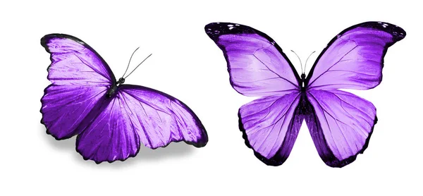 Color butterflies , isolated on white background — Stock Photo, Image