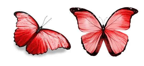 Mariposas de color, aisladas sobre fondo blanco — Foto de Stock