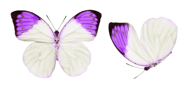 Mariposas de color, aisladas sobre fondo blanco —  Fotos de Stock