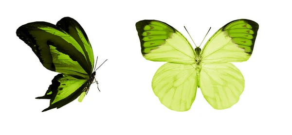 Borboletas coloridas, isoladas sobre fundo branco — Fotografia de Stock