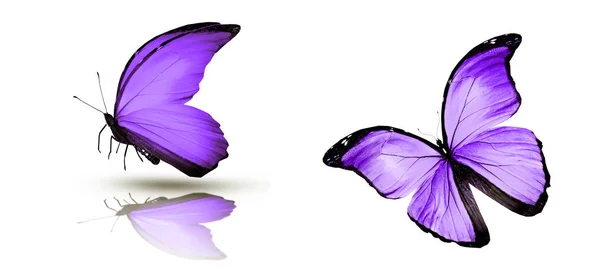 Väri perhoset, eristetty valkoisella pohjalla — kuvapankkivalokuva