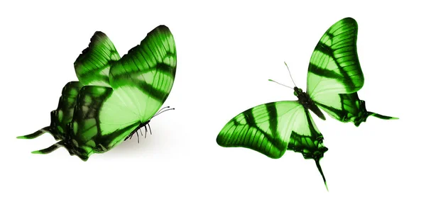 Mariposas de color, aisladas sobre fondo blanco —  Fotos de Stock