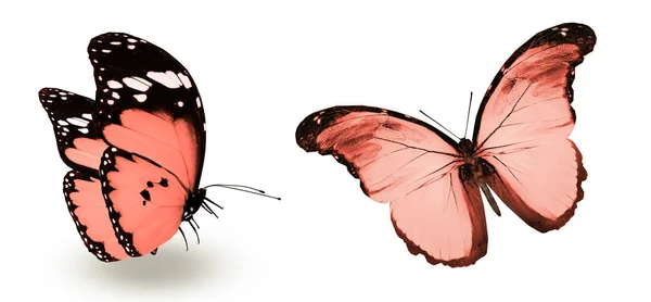 彩色蝴蝶，白色背景隔离 — 图库照片