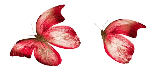 Mariposas de color, aisladas sobre fondo blanco —  Fotos de Stock