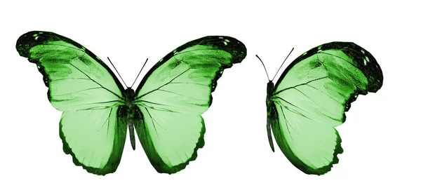 Mariposas de color, aisladas sobre fondo blanco — Foto de Stock