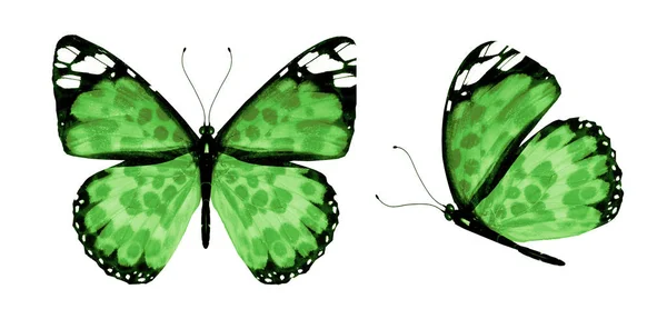 Χρωματικές πεταλούδες, απομονωμένες σε λευκό φόντο — Φωτογραφία Αρχείου