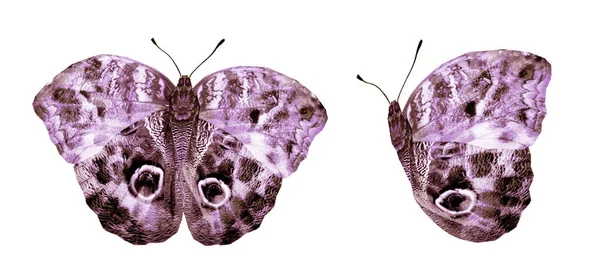 Цвет бабочек, изолированных на белом фоне — стоковое фото