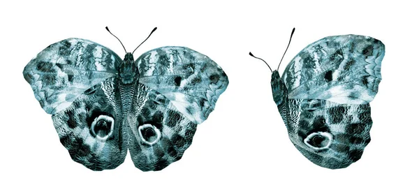 Borboletas coloridas, isoladas sobre fundo branco — Fotografia de Stock