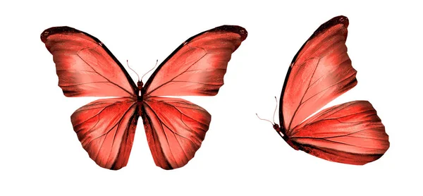 Mariposas de color, aisladas sobre fondo blanco —  Fotos de Stock