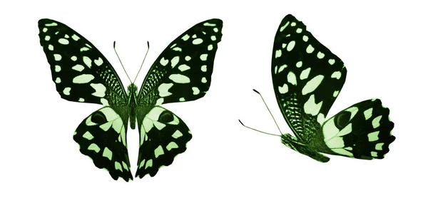 Papillons de couleur, isolés sur fond blanc — Photo