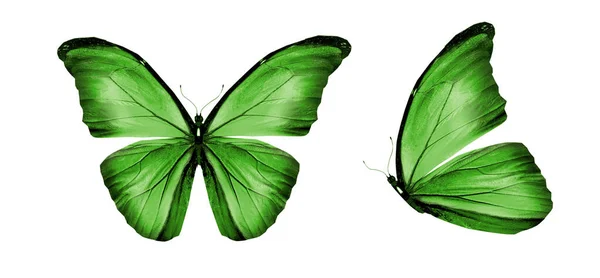 Color butterflies , isolated on white background — Stock Photo, Image