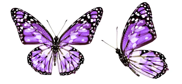 Mariposas de color, aisladas sobre fondo blanco — Foto de Stock