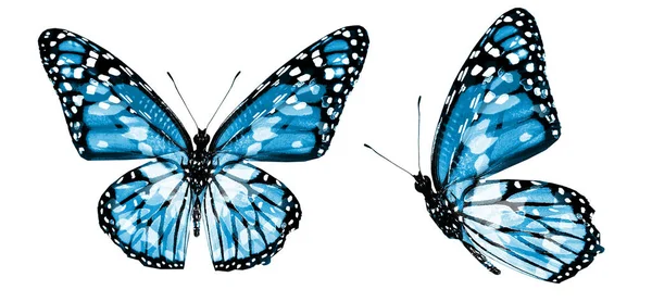 白い背景に隔離されたカラー蝶 — ストック写真