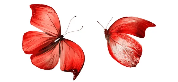 Mariposas de color, aisladas sobre fondo blanco — Foto de Stock