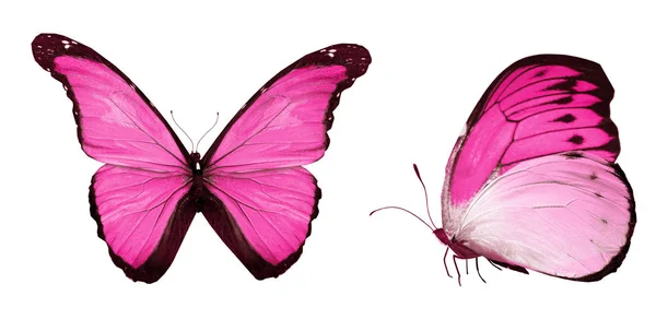 Mariposas de color, aisladas sobre fondo blanco — Foto de Stock