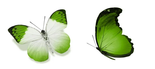 Χρωματικές πεταλούδες, απομονωμένες σε λευκό φόντο — Φωτογραφία Αρχείου