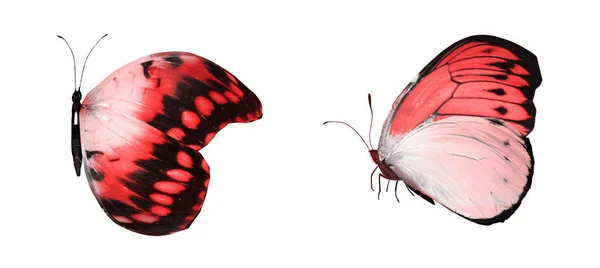 Mariposas de color, aisladas sobre fondo blanco — Foto de Stock