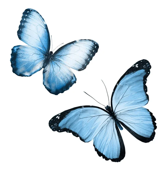 Kolor motyli, izolowane na białym tle — Zdjęcie stockowe