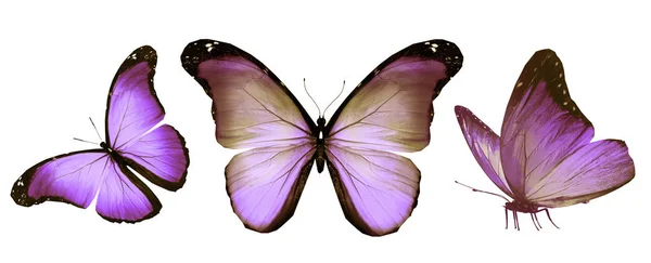 Beyaz arka planda izole edilmiş renkli kelebekler. — Stok fotoğraf