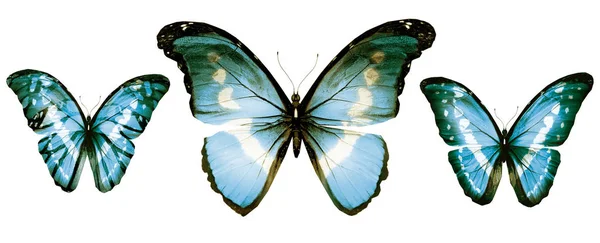 Farbige Schmetterlinge, isoliert auf weißem Hintergrund — Stockfoto