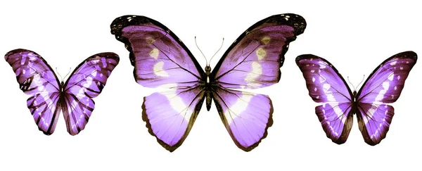 Mariposas de color, aisladas sobre fondo blanco —  Fotos de Stock