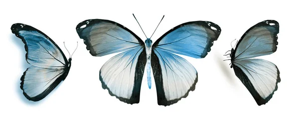 하얀 배경에 고립된 채색 나비들 — 스톡 사진