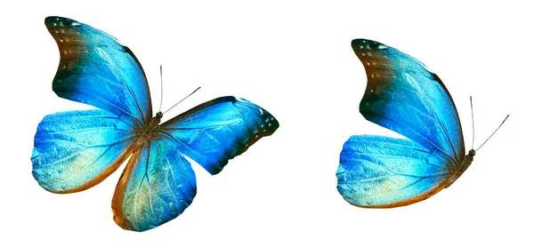 Kupu-kupu warna, diisolasi pada latar belakang putih Stok Foto